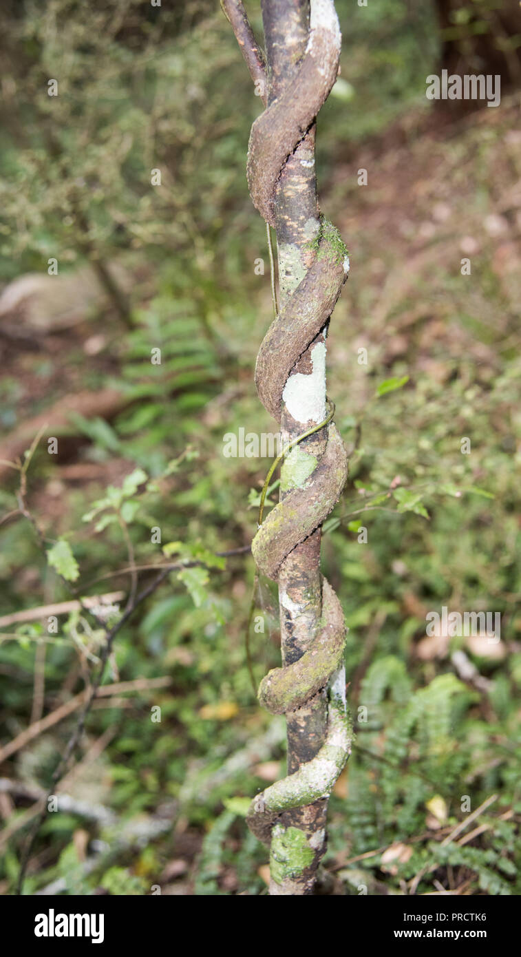 Rebsorten Wachstum in der entfernten Regenwald in Kawakawa, Neuseeland Stockfoto