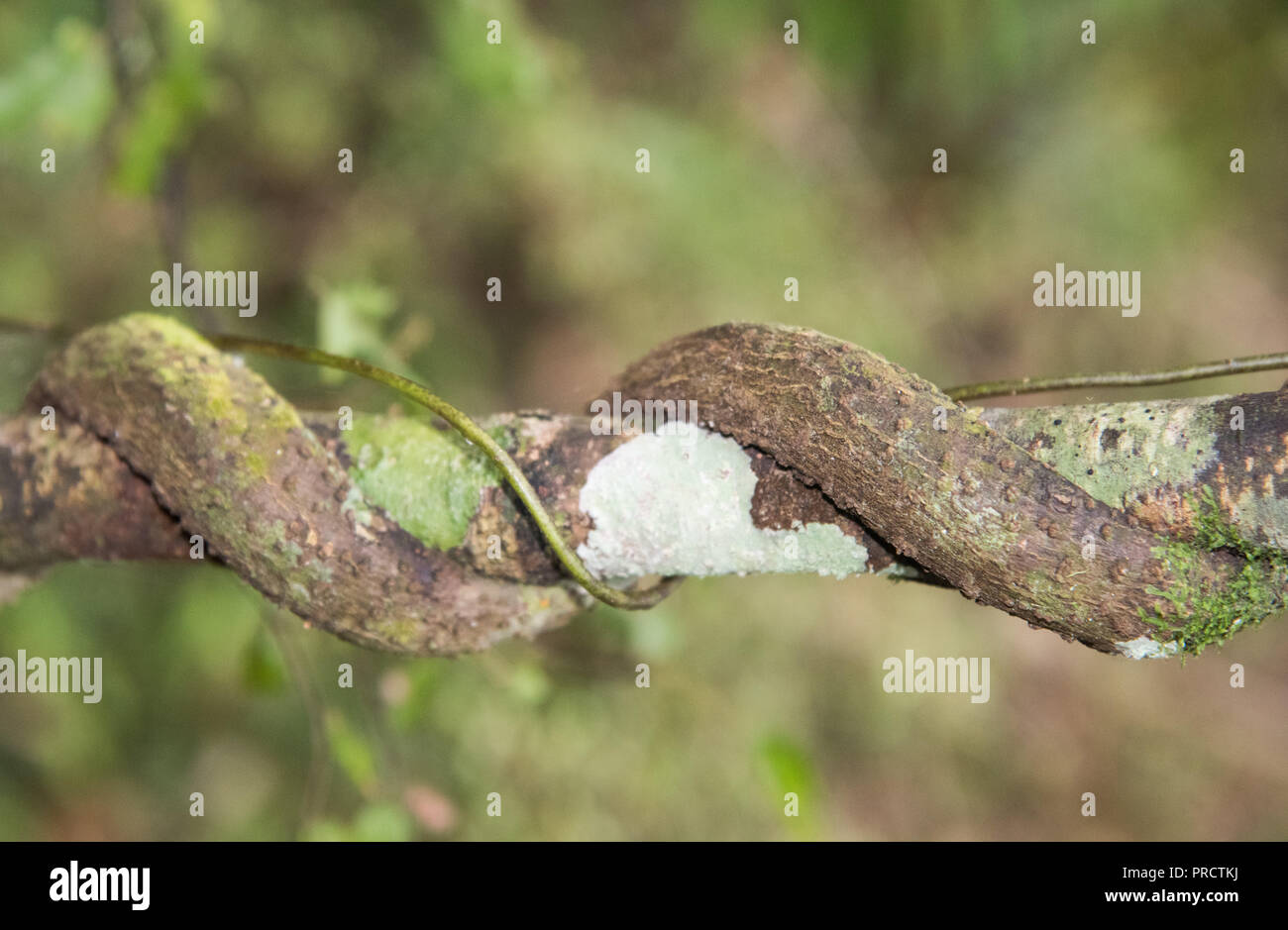 Nahaufnahme der gewickelten Rebe auf tropischen Pflanzen im Regenwald in Kawakawa, Neuseeland Stockfoto