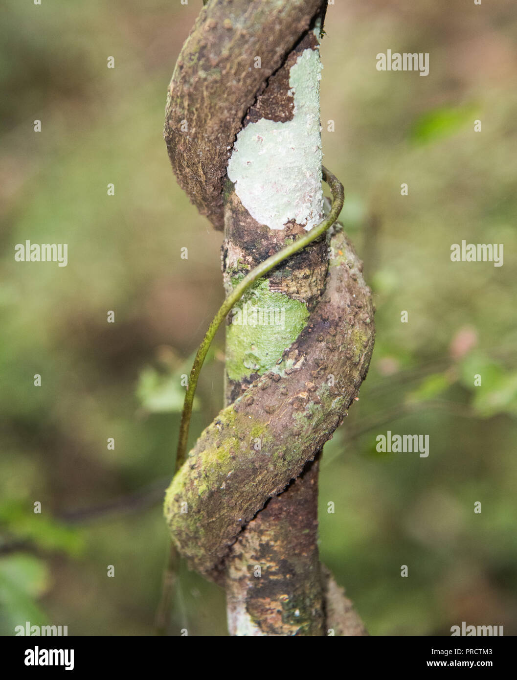 Nahaufnahme der gewickelten Rebe auf tropischen Pflanzen im Regenwald in Kawakawa, Neuseeland Stockfoto