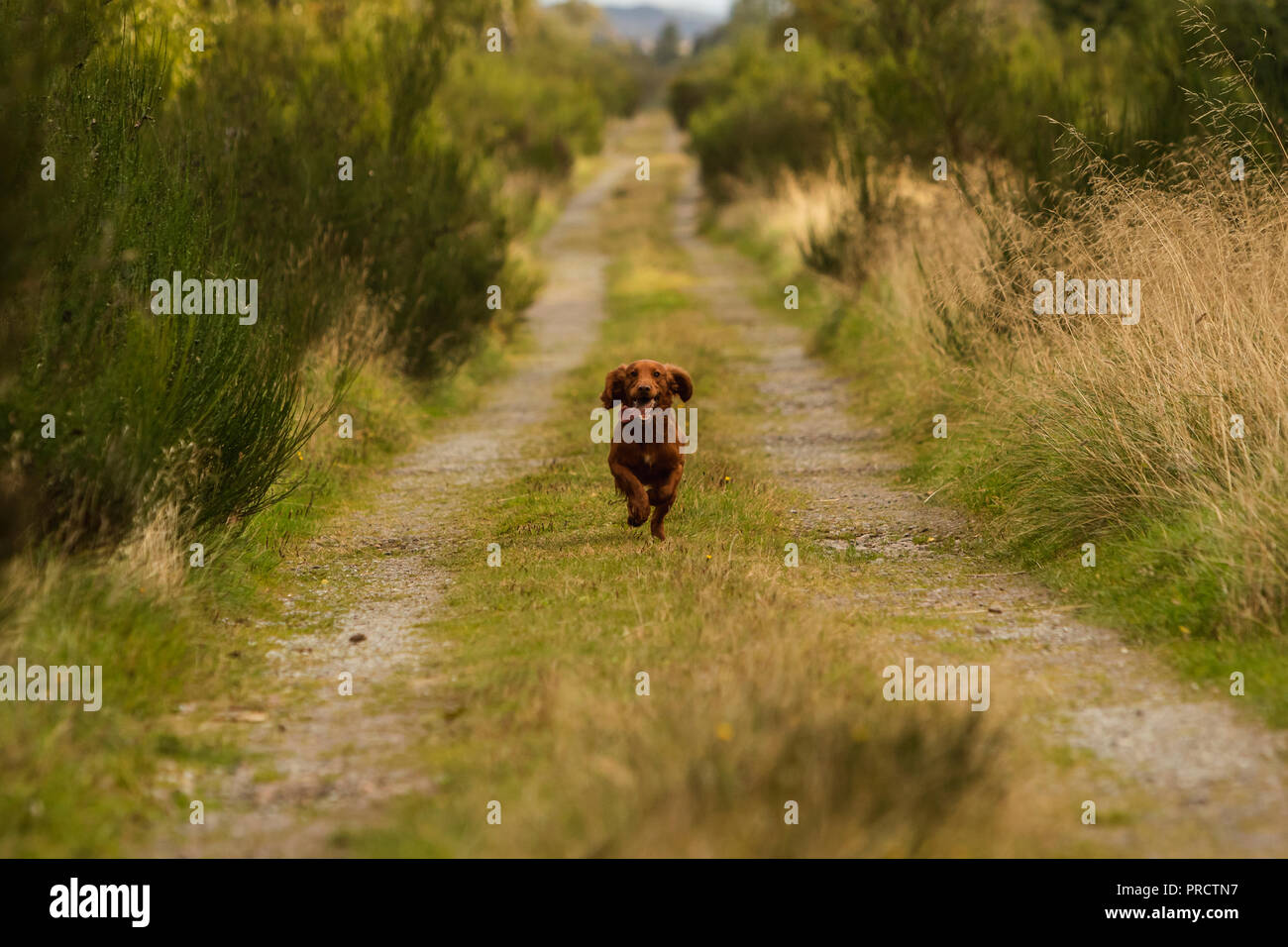 Hellbraun Springer Spaniel läuft draußen auf dem Land, in der Nähe von Schottland Großbritannien Stockfoto