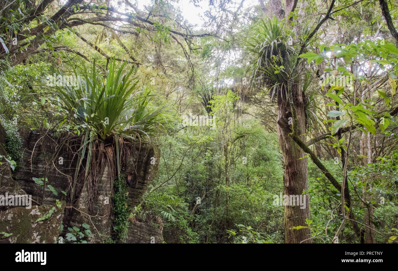 Tropische Flora und Kalkstein in der Waiomio Valley in Kawakawa, Neuseeland Stockfoto