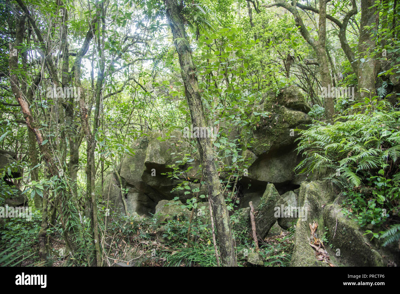 Tropischer Regenwald und Kalkstein Felsformationen in Kawakawa, Neuseeland Stockfoto