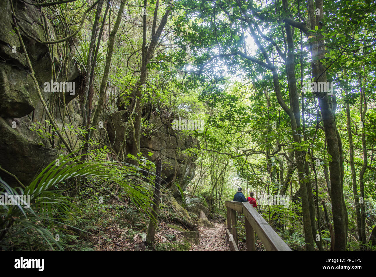 Kawakawa, North Island, Neue Zealand-December 18,2016: Leute die Erkundung der üppigen Regenwald mit Karstigen Felsformationen in Kawakawa, Neuseeland Stockfoto