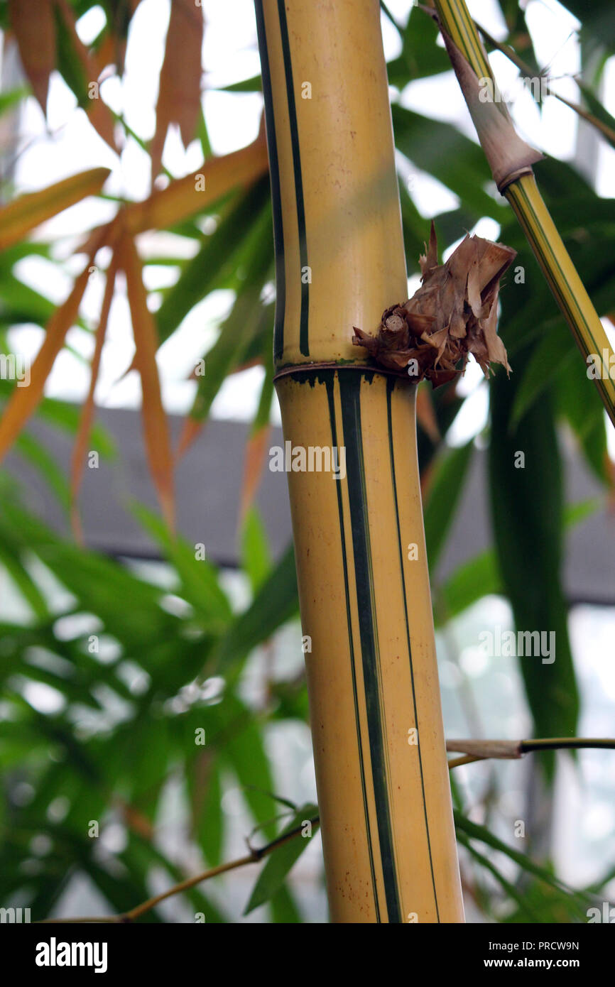 Nahaufnahme der gelben und grnen Rinde eines Lackiert Bambus Baum  Stockfotografie - Alamy