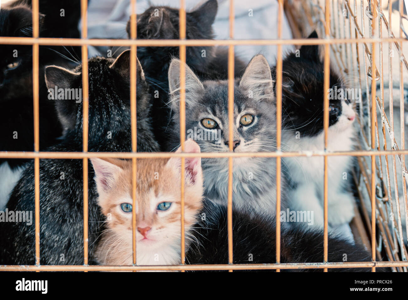 Viele Kätzchen in einem Käfig. Adorable kleine traurige Kätzchen sitzen in einem cat Carrier oder Wartezeiten Kiste in einem pet-Messe angenommen werden Stockfoto