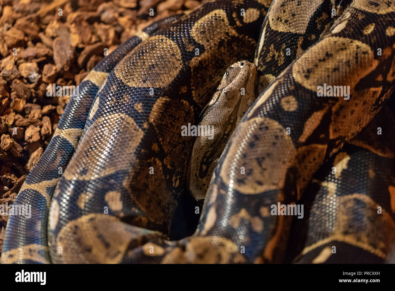 Kleine Pythonschlange Reptil ist wickeln und Schlafen Stockfoto