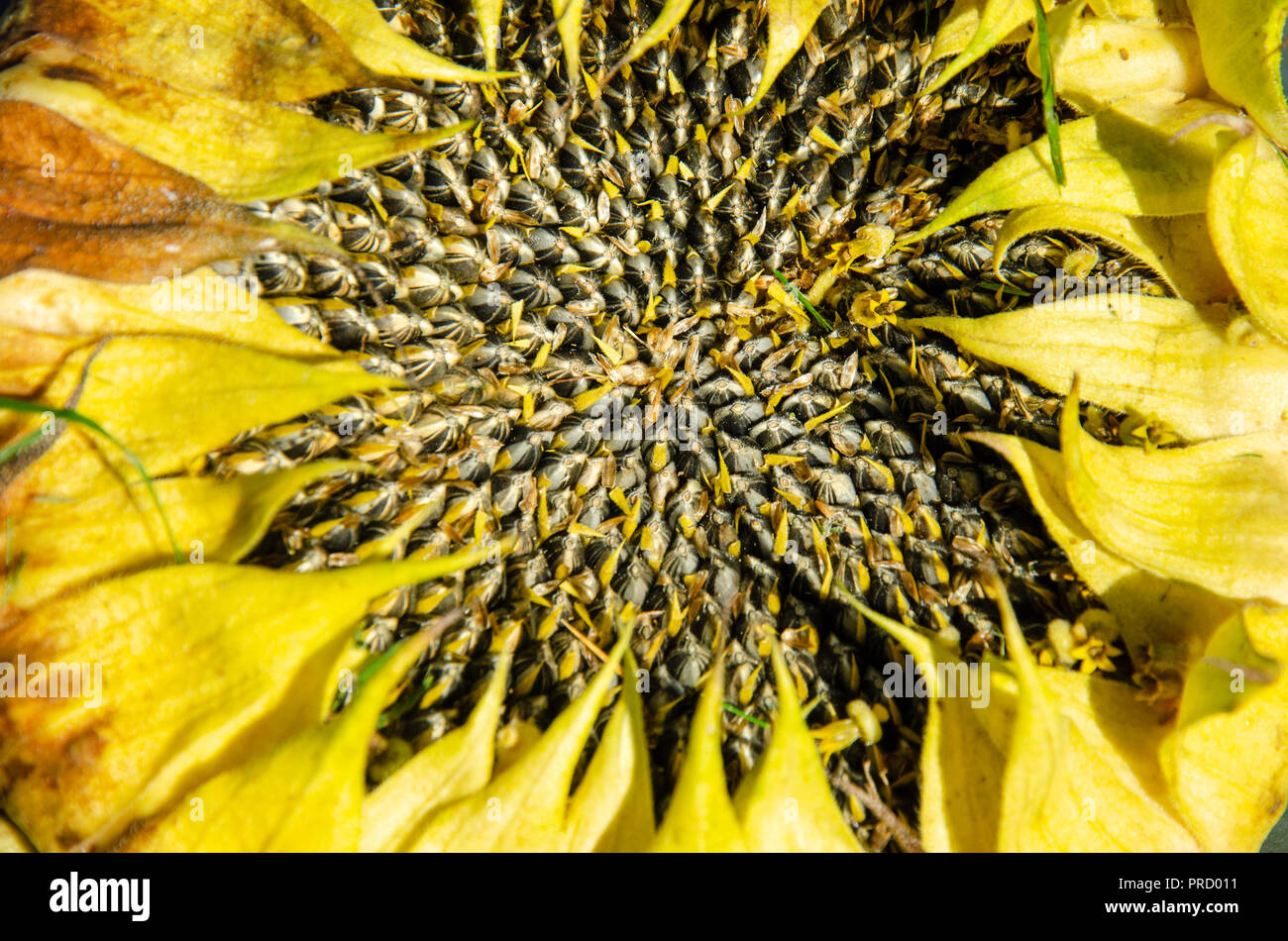 Nahaufnahme von Sonnenblumenkernen Köpfe. Stockfoto