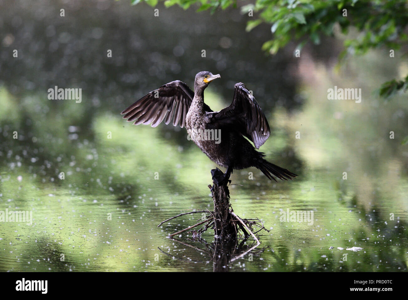 Ein Kormoran trocknet Ihre Flügel (Deutschland). Ein Kormoran trocknet seine Fluegel (Deutschland). Stockfoto