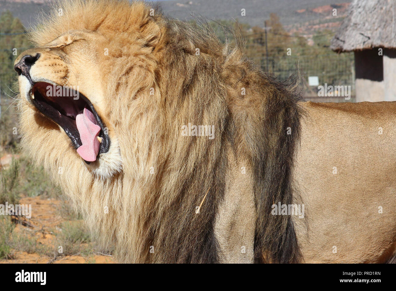 Ein großer männlicher Löwe in den Prozess der Gähnen. Stockfoto