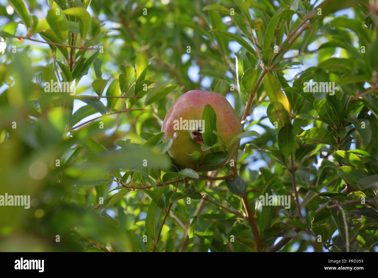Granatäpfel unten schauend durch die Zweige, punica granatum Baum mit Früchten und Dornen auf den Ästen Stockfoto