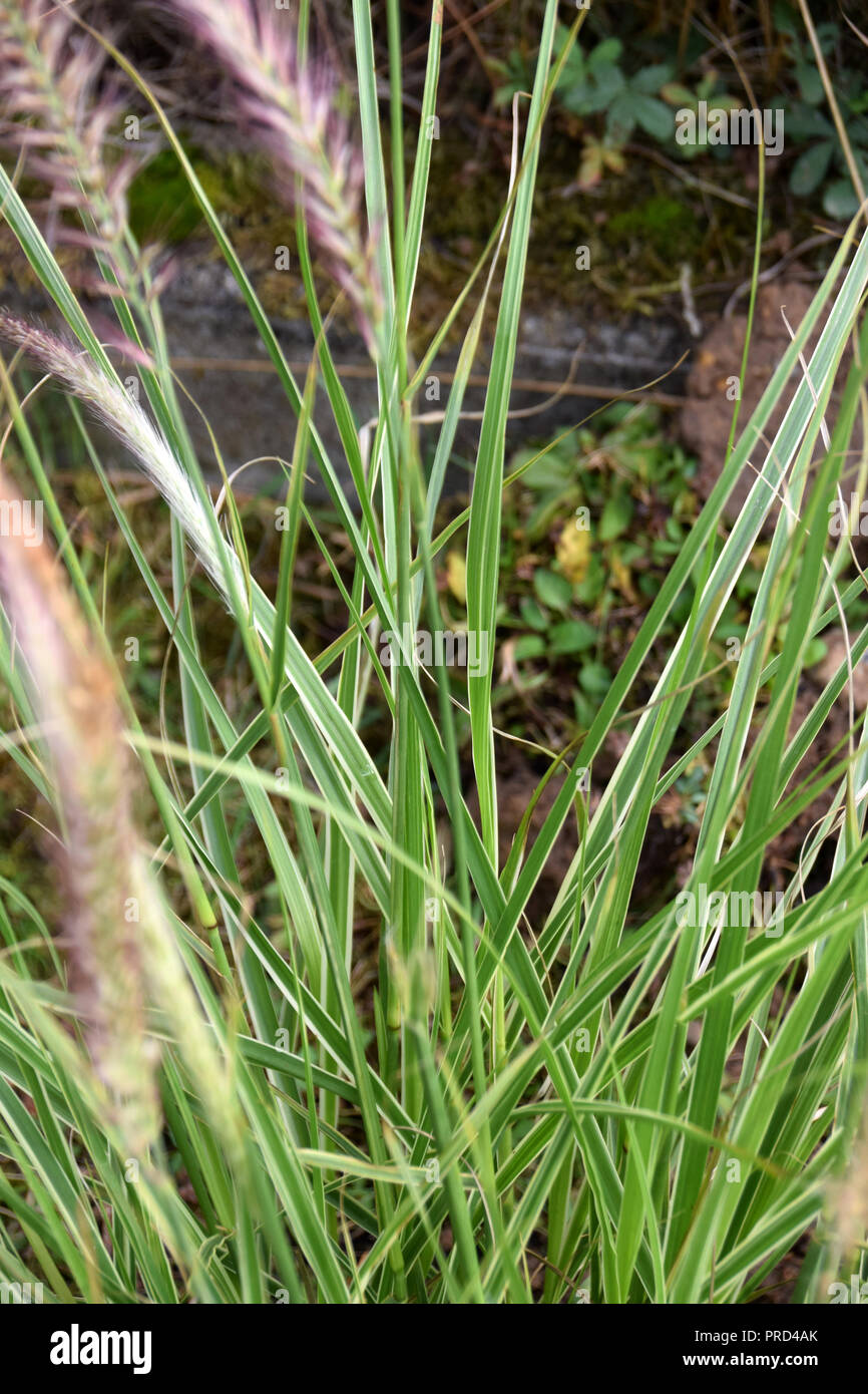 Mission Gras oder Ruby Gras im Garten, Pennisetum advena oder Brunnen