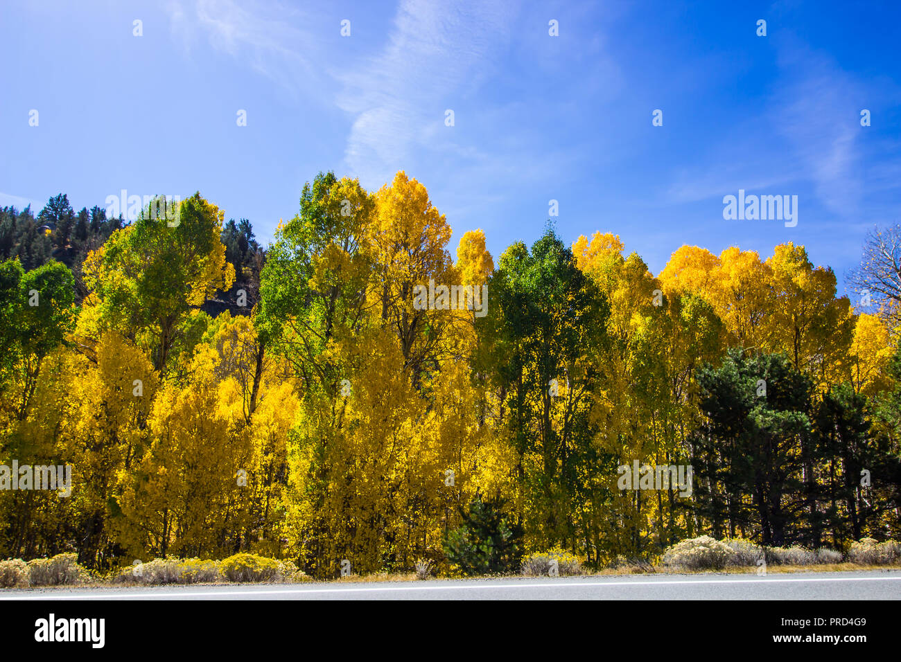 Falls sich verändernden Farben für Bäume in den Bergen Stockfoto