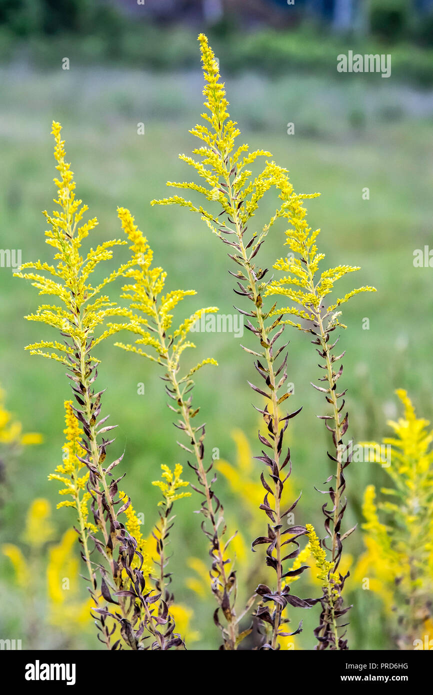 Louisiana Goldrute, Solidago ludoviciana, wächst wild in den westlichen Louisiana und Texas. Stockfoto