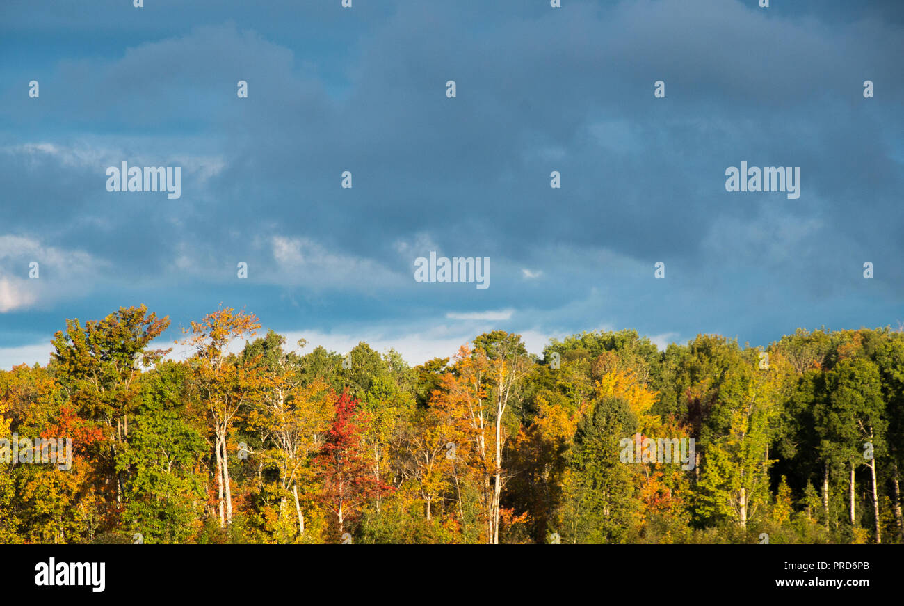 Dunkler Himmel und Wolken Hintergrund mit Bäumen im Herbst Landschaft durch helles Sonnenlicht beleuchtet Stockfoto