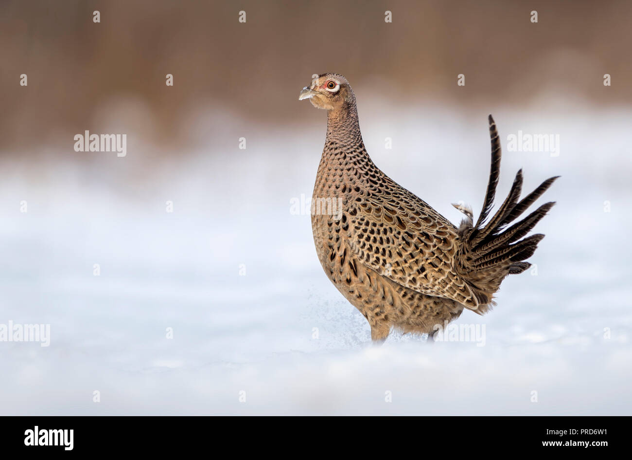 Ringneck Fasan (Phasianus colchicus), Buchse Stockfoto