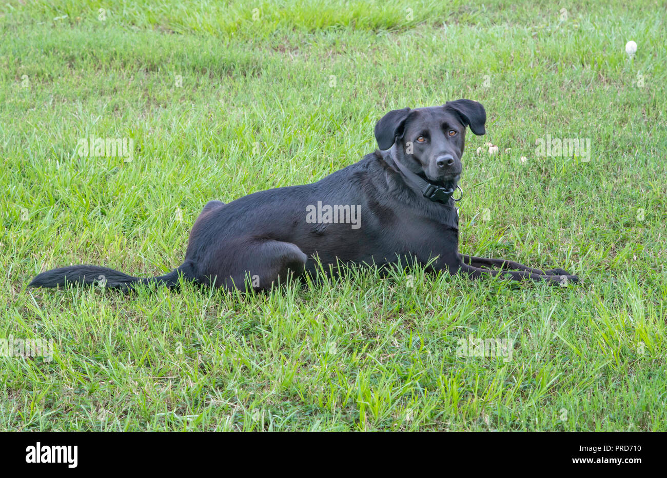 Bossier City, Louisiana, USA, Sept. 28, 2018: Ein schwarzer Labrador retreiver entspannt auf einer Wiese. Stockfoto