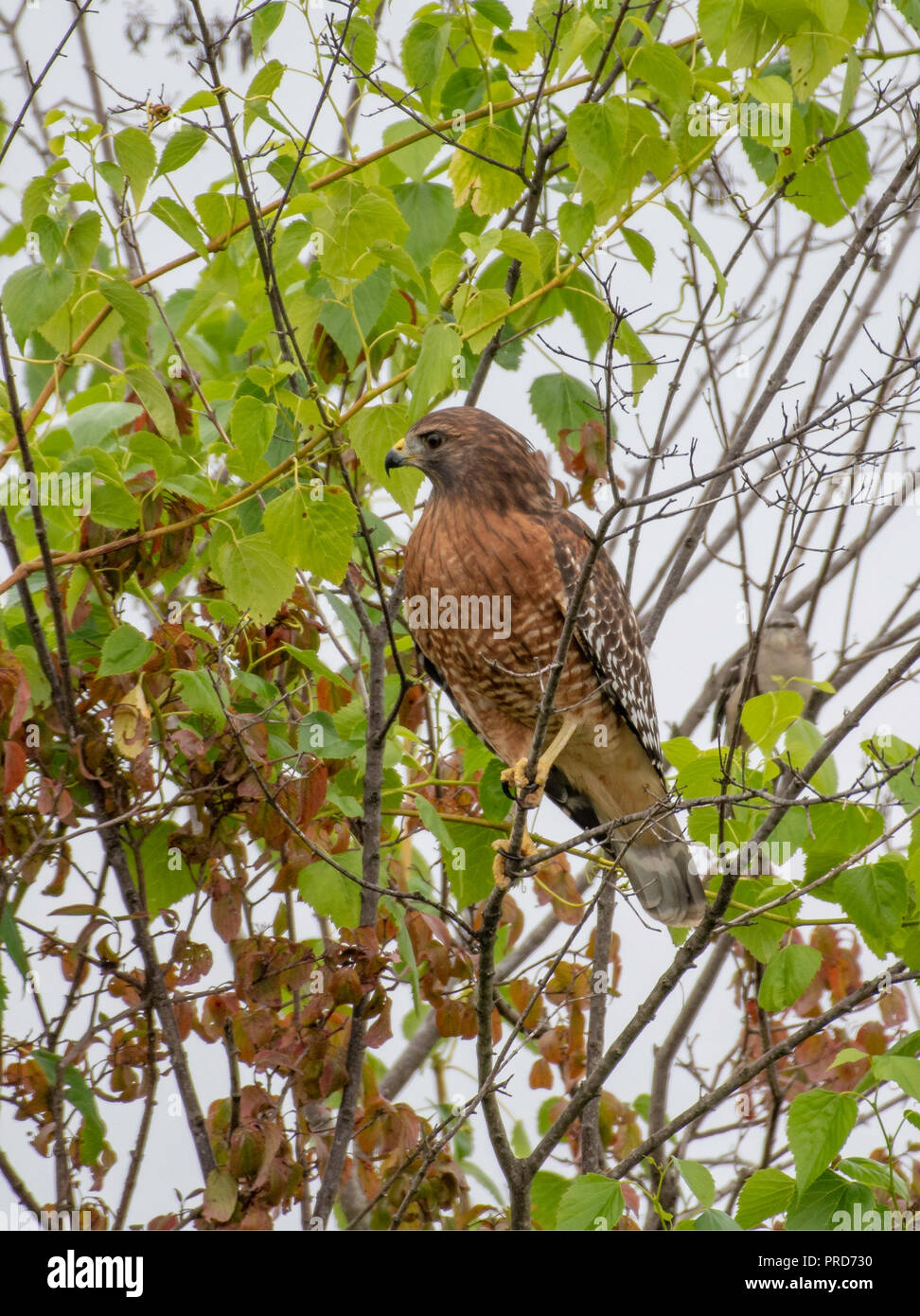 Ein Rot - geschulterten Falken, Buteo lineatus, Sitzstangen in einem Baum. Stockfoto