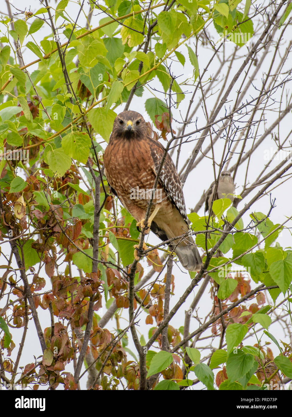 Ein Rot - geschulterten Falken, Buteo lineatus, Sitzstangen in einem Baum, wie ein kleiner Vogel, Unscharf im Hintergrund, schaut an. Stockfoto