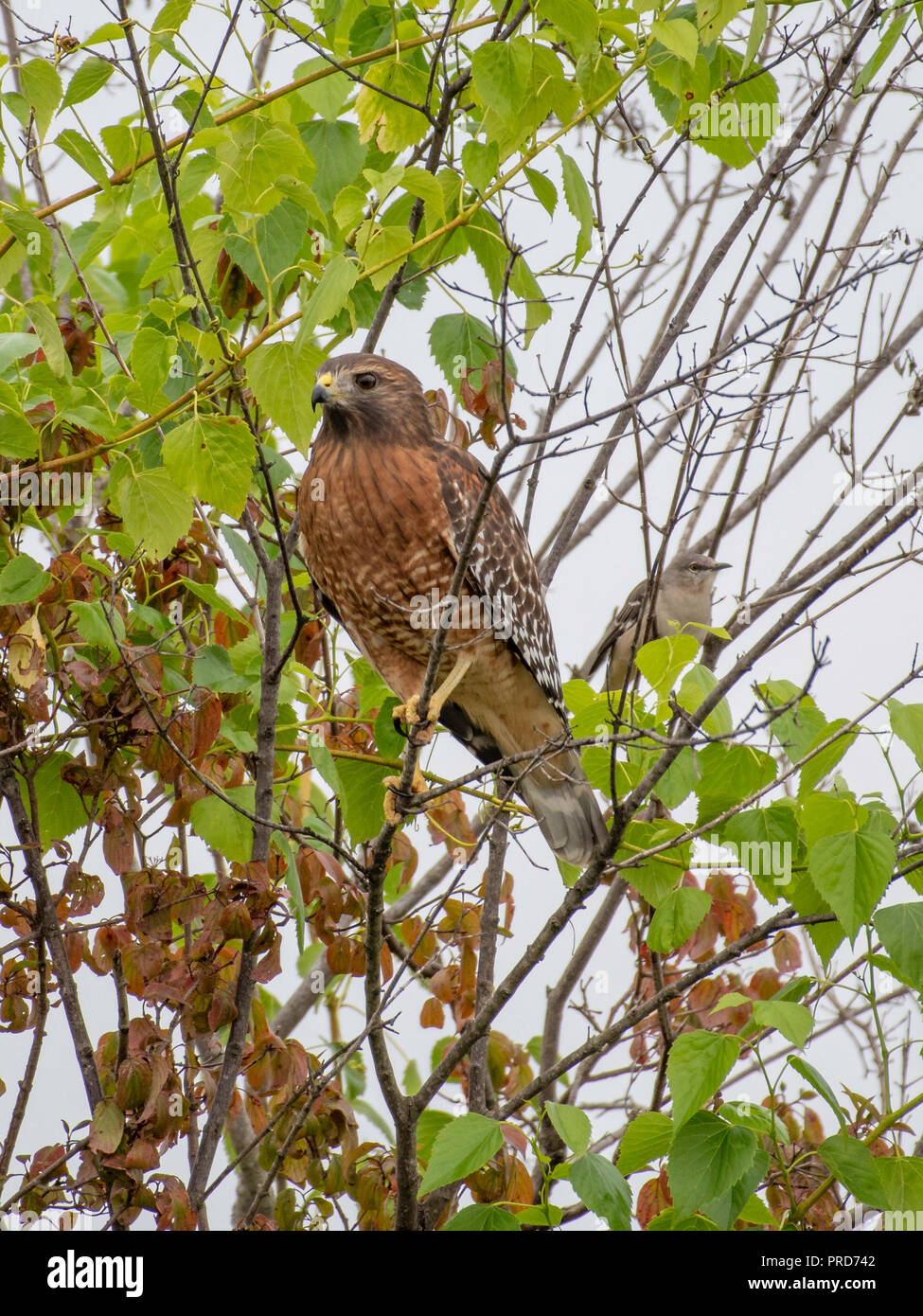 Ein Rot - geschulterten Falken, Buteo lineatus, Sitzstangen in einem Baum. Ein kleiner Vogel sitzt im Hintergrund. Stockfoto