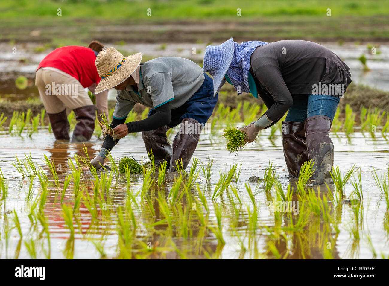 Thailändische Bauern transplant Reis Sämlinge in einem Reisfeld in der Regenzeit Stockfoto