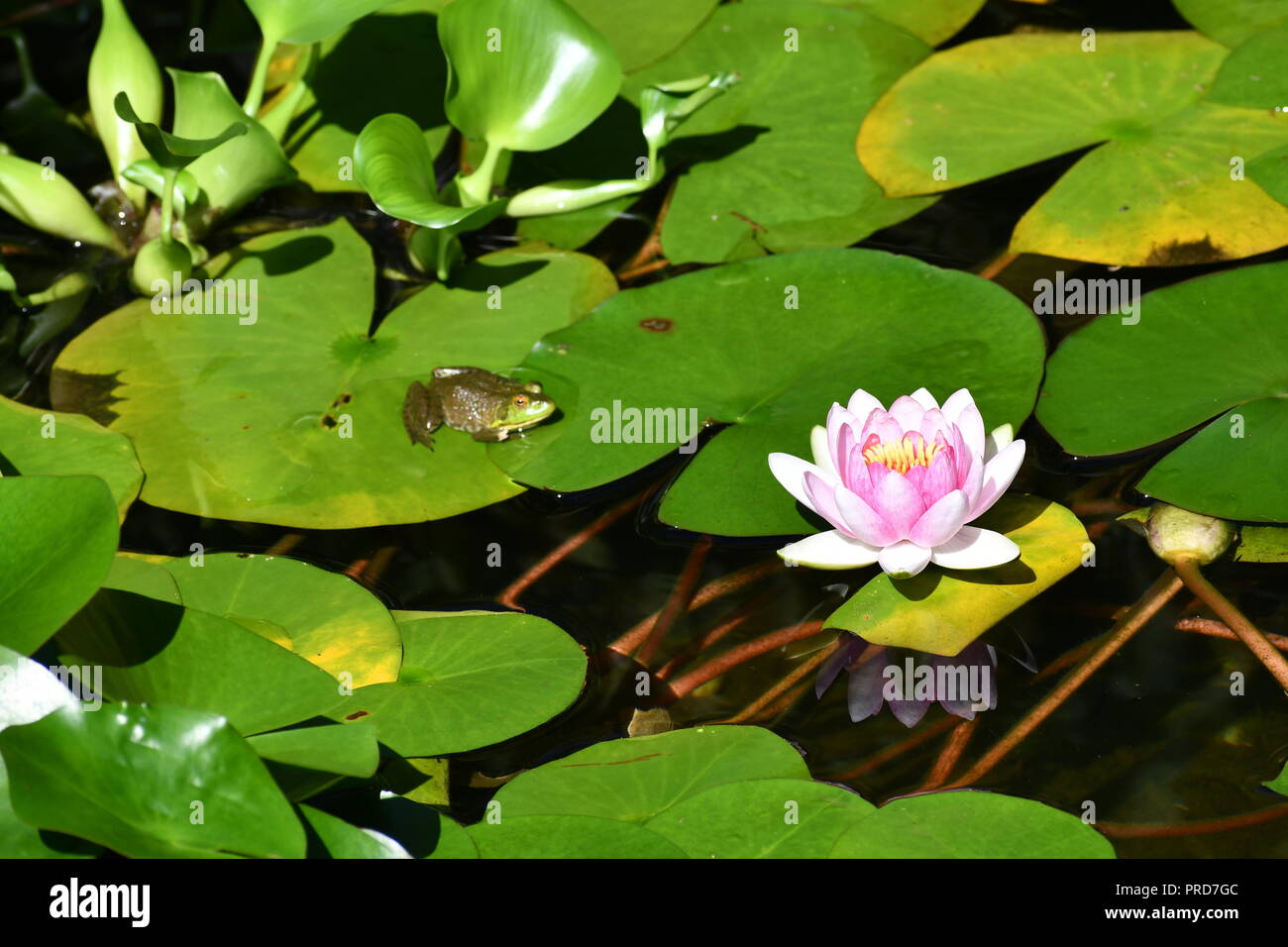 Frosch und Wasser Lilly Stockfoto