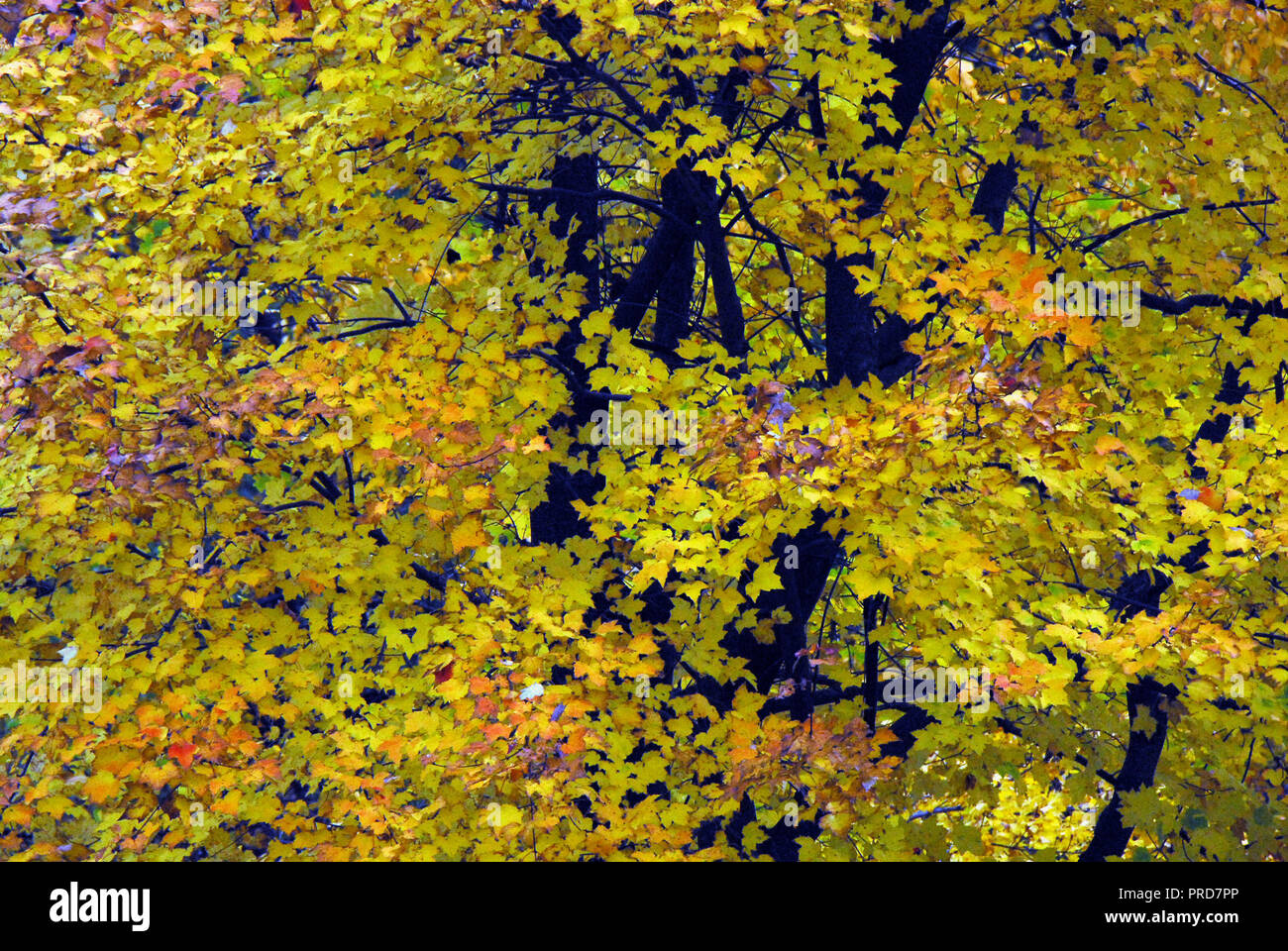 Direkt in ein Aufstand der Farben des Herbstes in der Ahorn Bäume Simsbury, Connecticut, USA Stockfoto