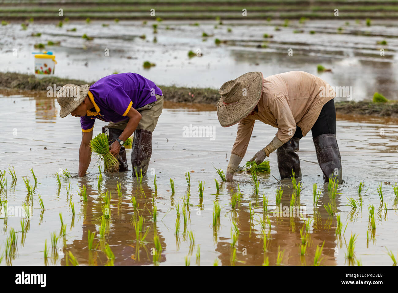 Thailändische Bauern transplant Reis Sämlinge in einem Reisfeld in der Regenzeit Stockfoto