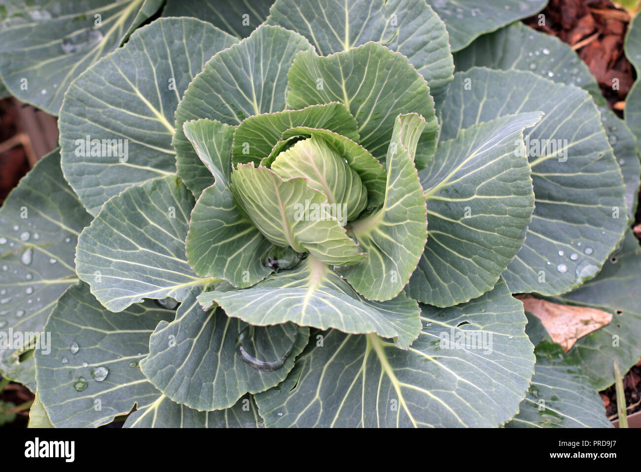 Bepflanzung Kohl auf Gemüsebeet Stockfoto Bepflanzung Kohl auf Gemüsebeet Stockfoto