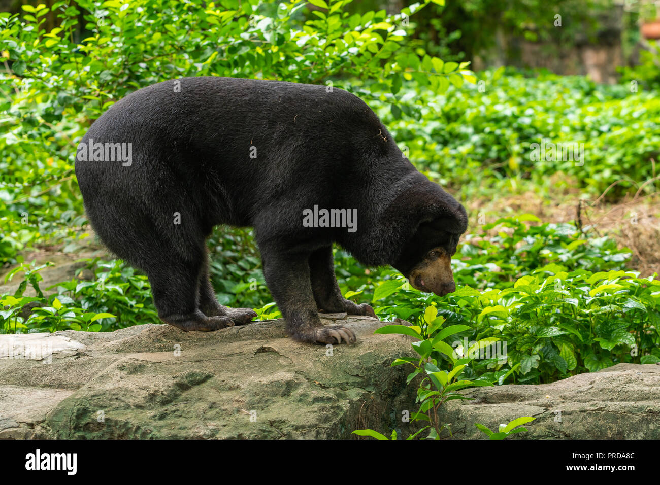 Ein malayan Sun Bear steht auf dem Felsen in einen Zoo Stockfoto