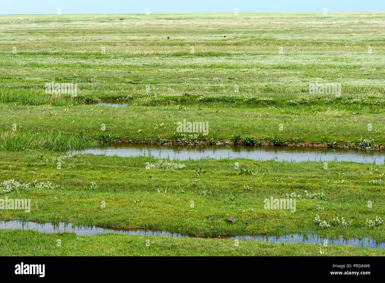 Salzwiesen im Übergang zwischen Meer und Land, Nordsee, Schleswig-Holstein, Deutschland Stockfoto