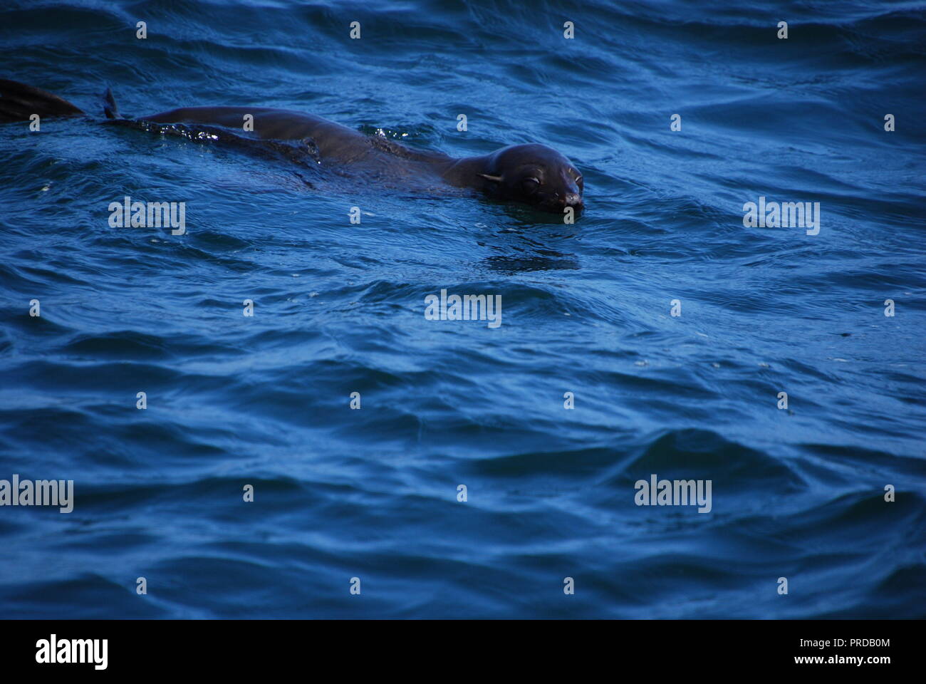 Ein seehunde Schwimmen im Pazifischen Ozean nur vom Ende der festlandsockel an der kalifornischen Küste. Stockfoto