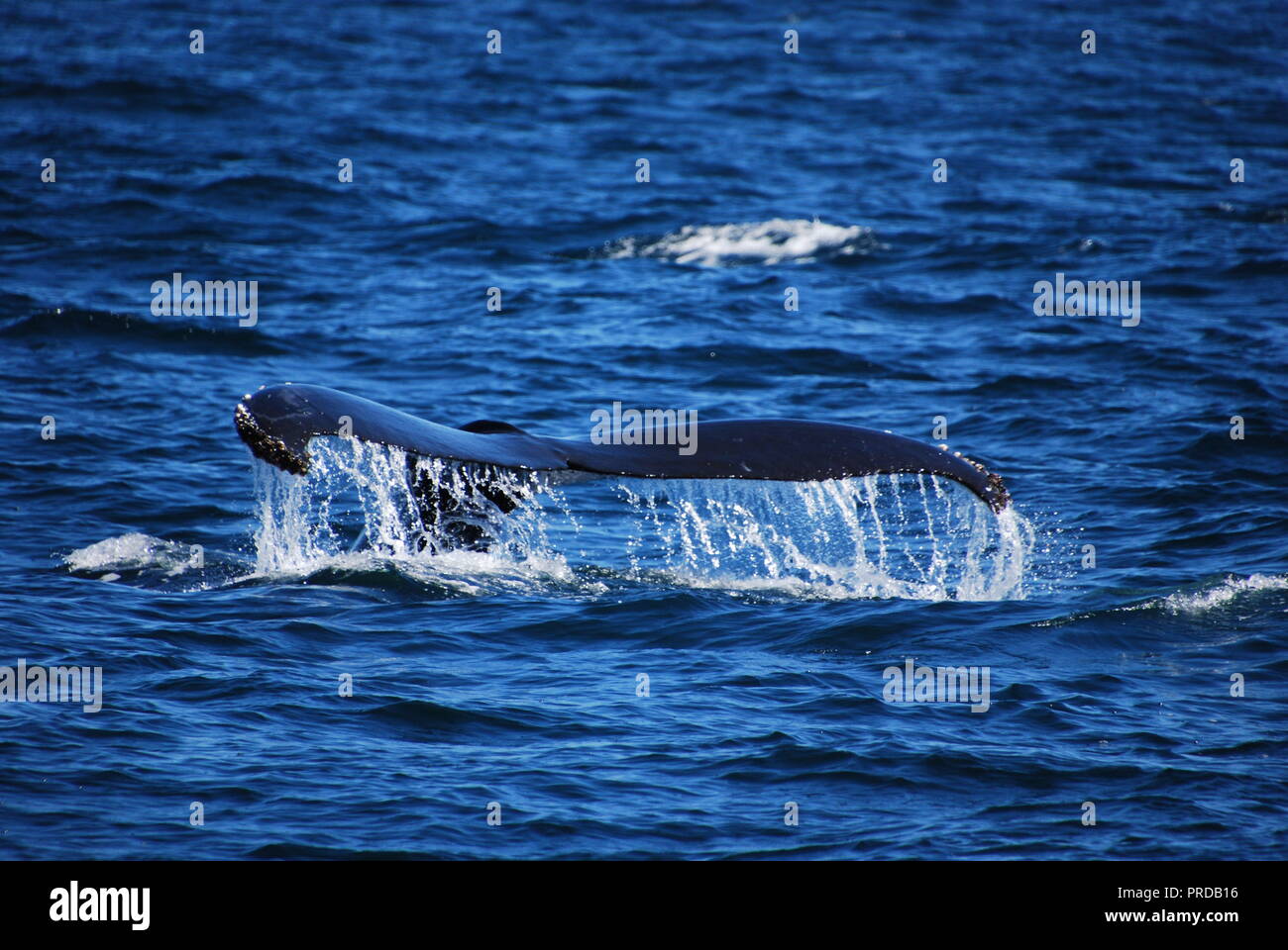 Ein buckelwal Schwanz entsteht aus dem Ozean, im Pazifischen Ozean, die sich hinter dem festlandsockel vor der Küste von San Francisco. Stockfoto