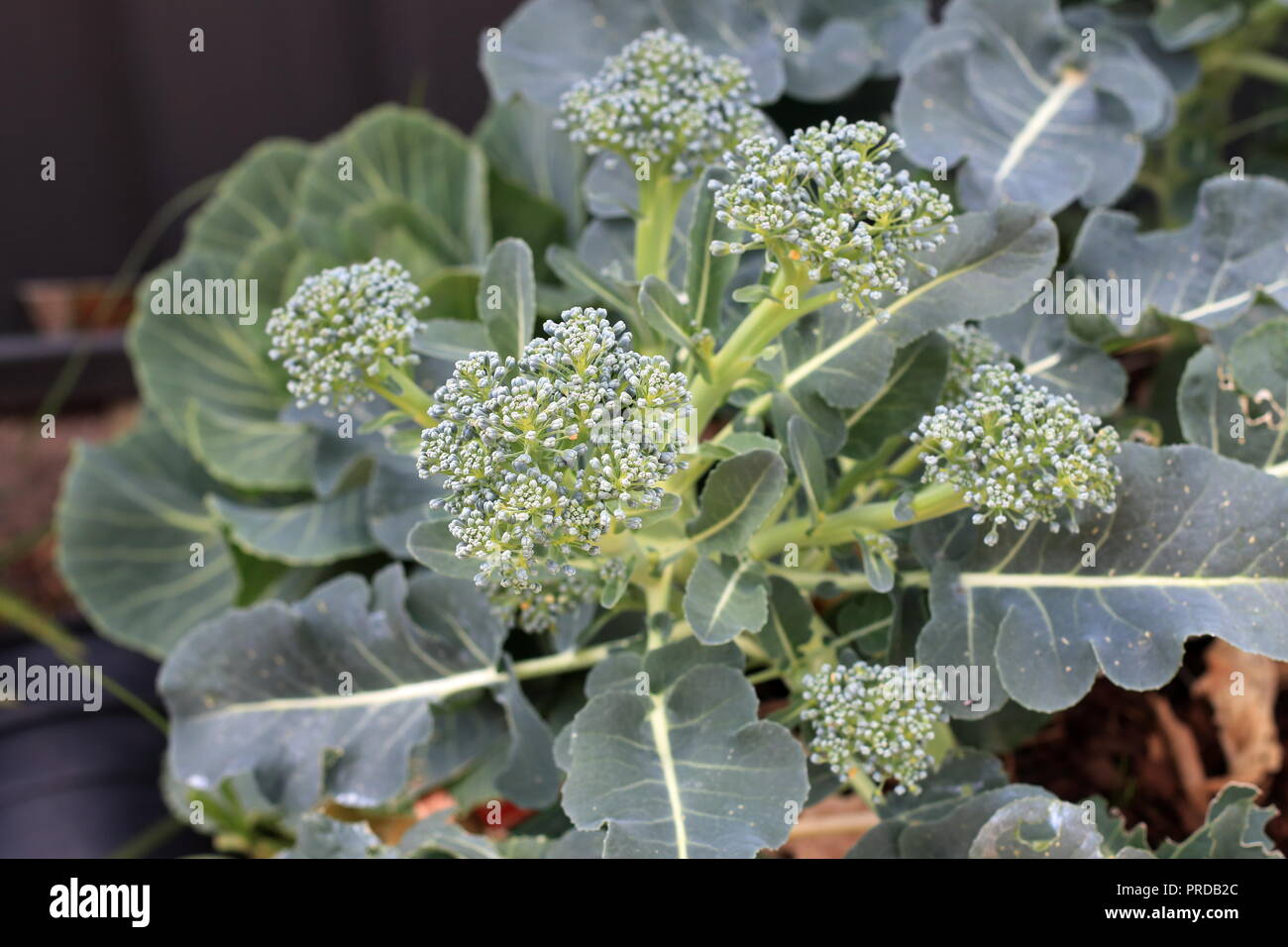 Wachsende Brokkoli auf ein gemüsebeet Stockfoto
