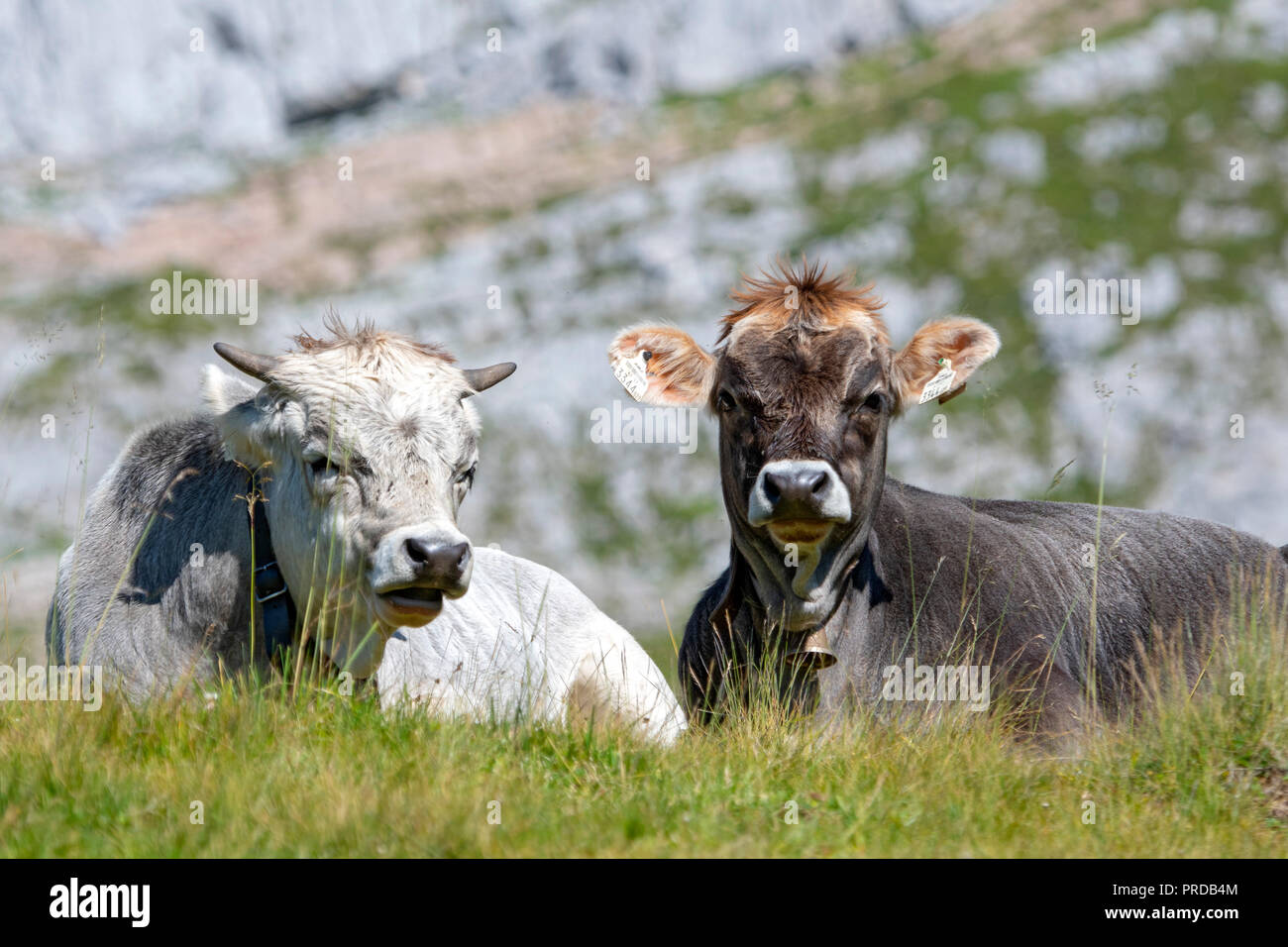 Tiroler grau Rinder, Kühe auf der Alp, zwei Tiere wiederkäuend im Gras, Rofangebirge, Tirol, Österreich Stockfoto
