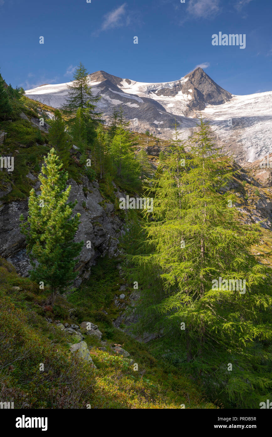 Europäische Lärche (Larix decidua) und Schweizer Kiefern (Pinus cembra) an der Waldgrenze, schwarze Wand und hoher Zaun Stockfoto