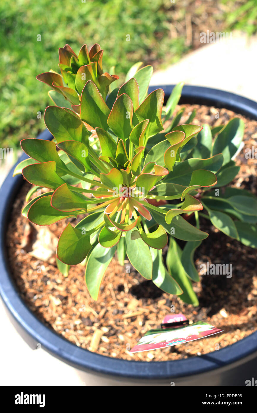 Knigsprotea oder bekannt als Protea cynaroides junge Pflanze isoliert  Stockfotografie - Alamy