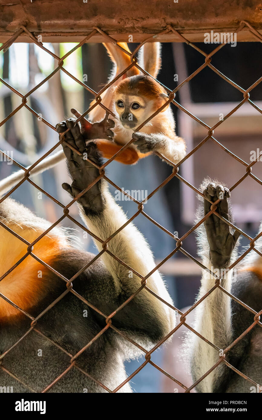 Ein Baby rot-shanked Les Marines langur spielt in den Käfig Stockfoto