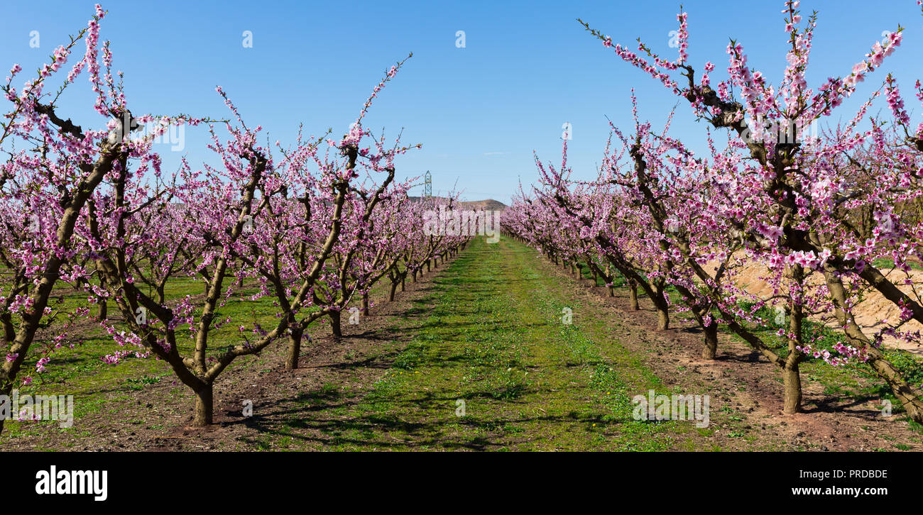 Reich blühende Pfirsichbäume Garten in sonniger Frühlingstag Stockfoto