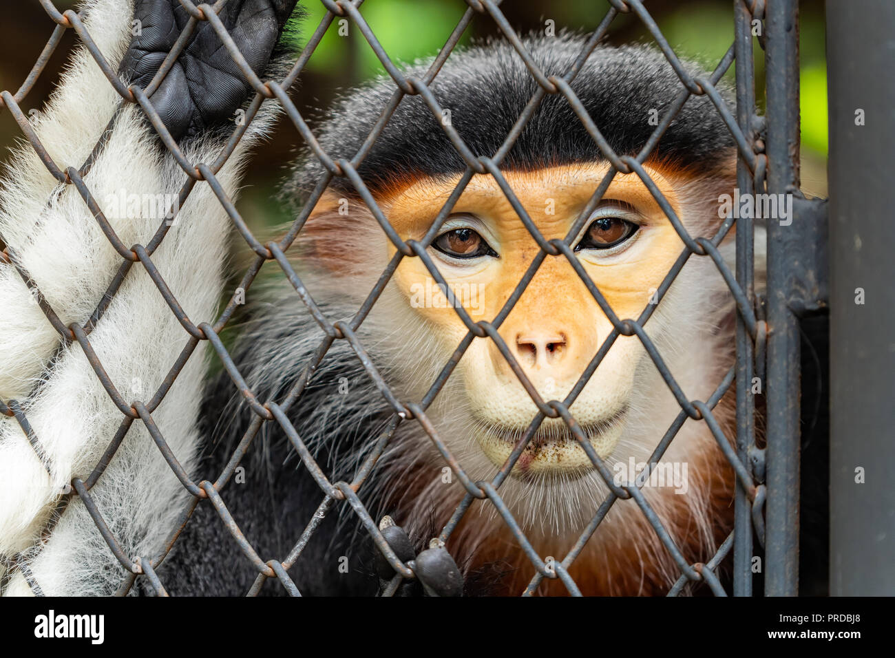 Die Nahaufnahme der männlichen Rot-shanked Les Marines langur Gesicht Stockfoto