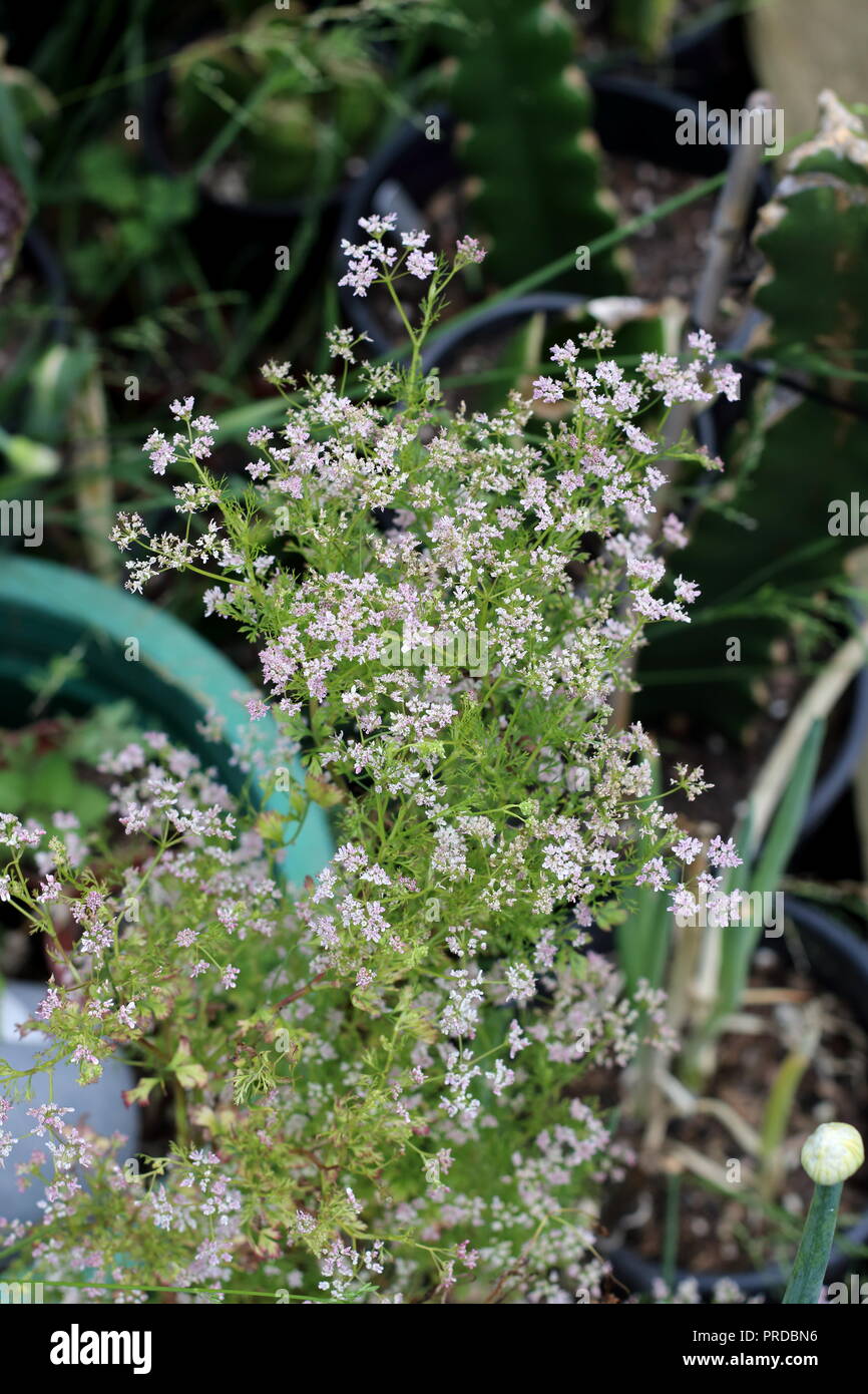 Daucus carota Karotte oder als Unkraut, Blumen bekannt Stockfoto