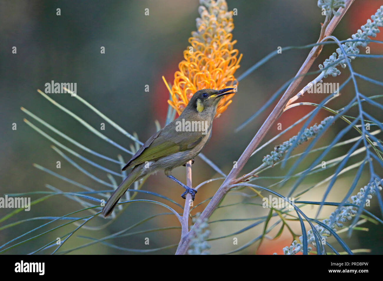 Lewin's Honeyeater in einem bottlebrush Strauch in Far North Queensland Australien Stockfoto