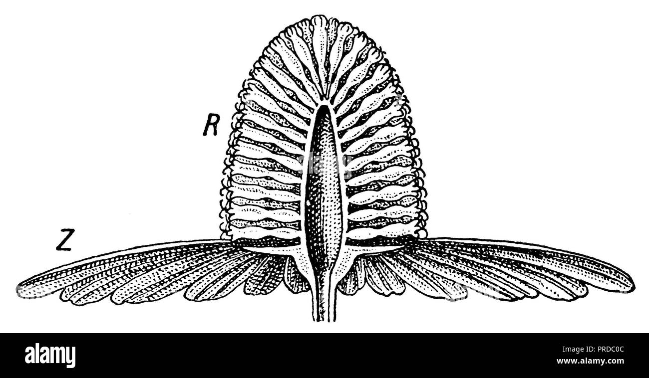 <Kamille Matricaria recutita > Blume, 1941 Stockfoto