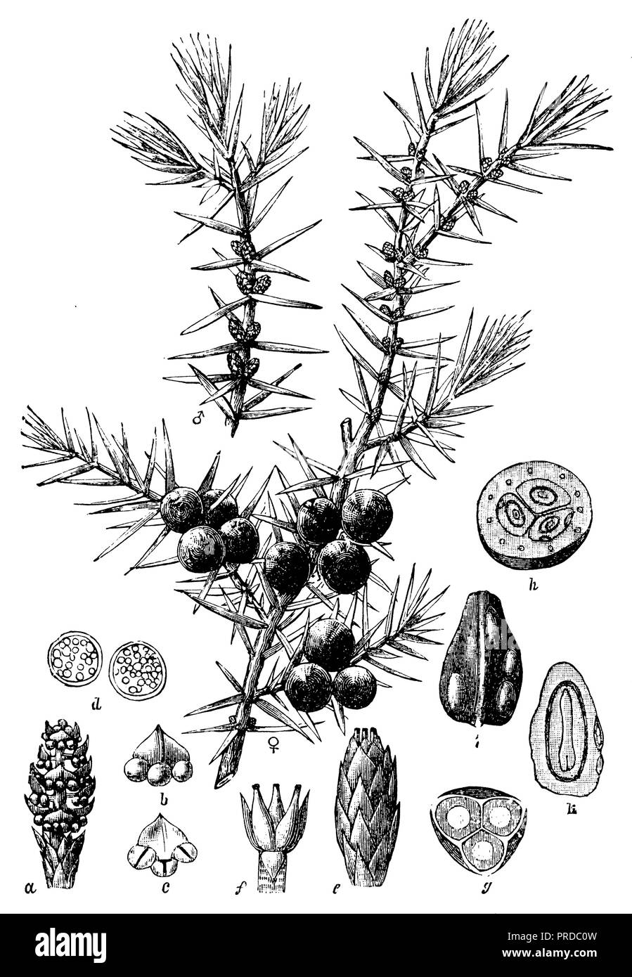 Gemeinsame Juniper <Juniperus communis>, 1900 Stockfoto