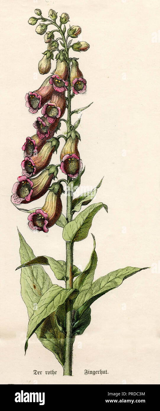 Fingerhut Digitalis purpurea <>, Stockfoto
