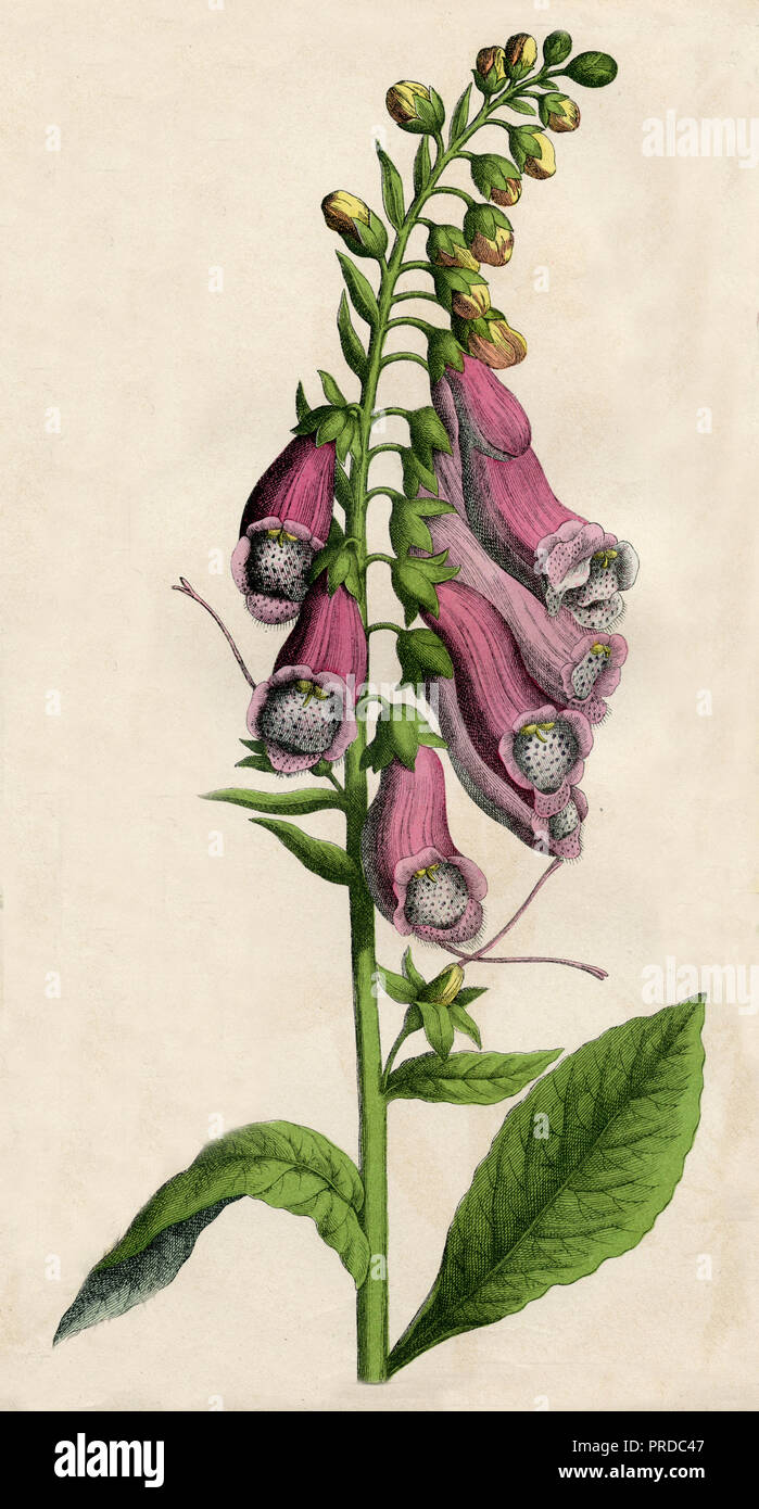 Fingerhut Digitalis purpurea <>, Stockfoto