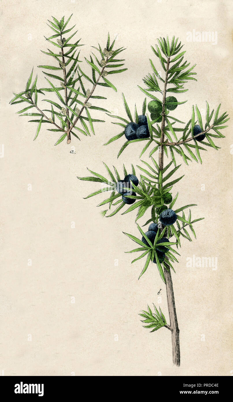 Gemeinsame Juniper <Juniperus communis>, Stockfoto