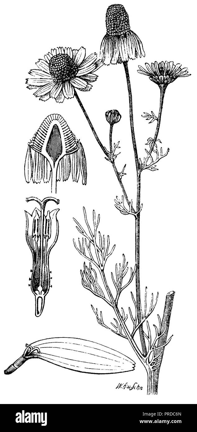 <Kamille Matricaria recutita >, W. [Arland] u. Sohn Stockfoto