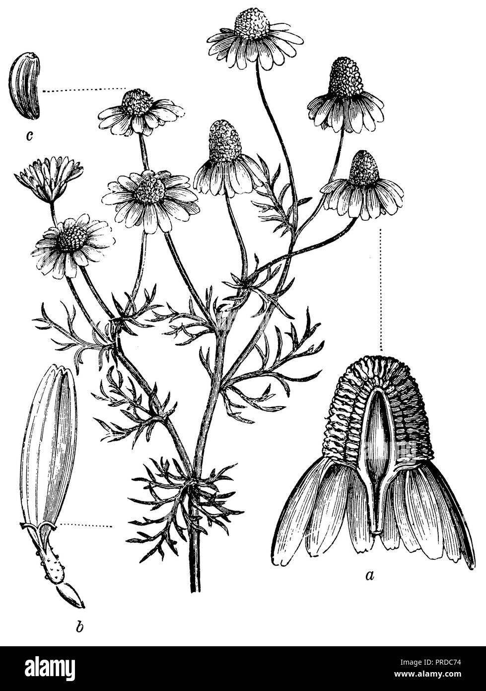 <Kamille Matricaria recutita > 1898 Stockfoto