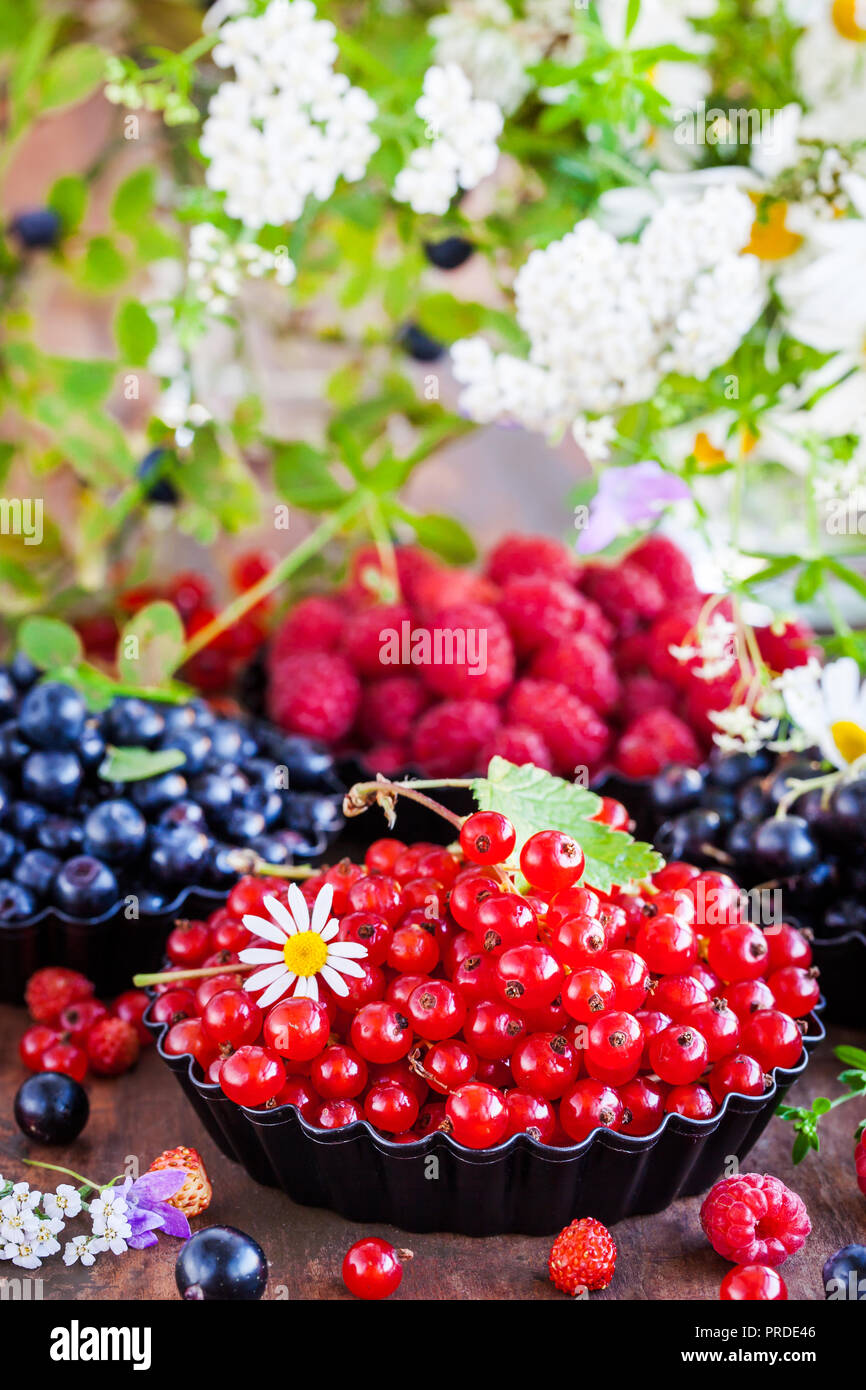 Frische reife Sommer Beeren - rote Johannisbeere im Vordergrund und schwarze Johannisbeere, Heidelbeere, Himbeere auf Hintergrund Stockfoto