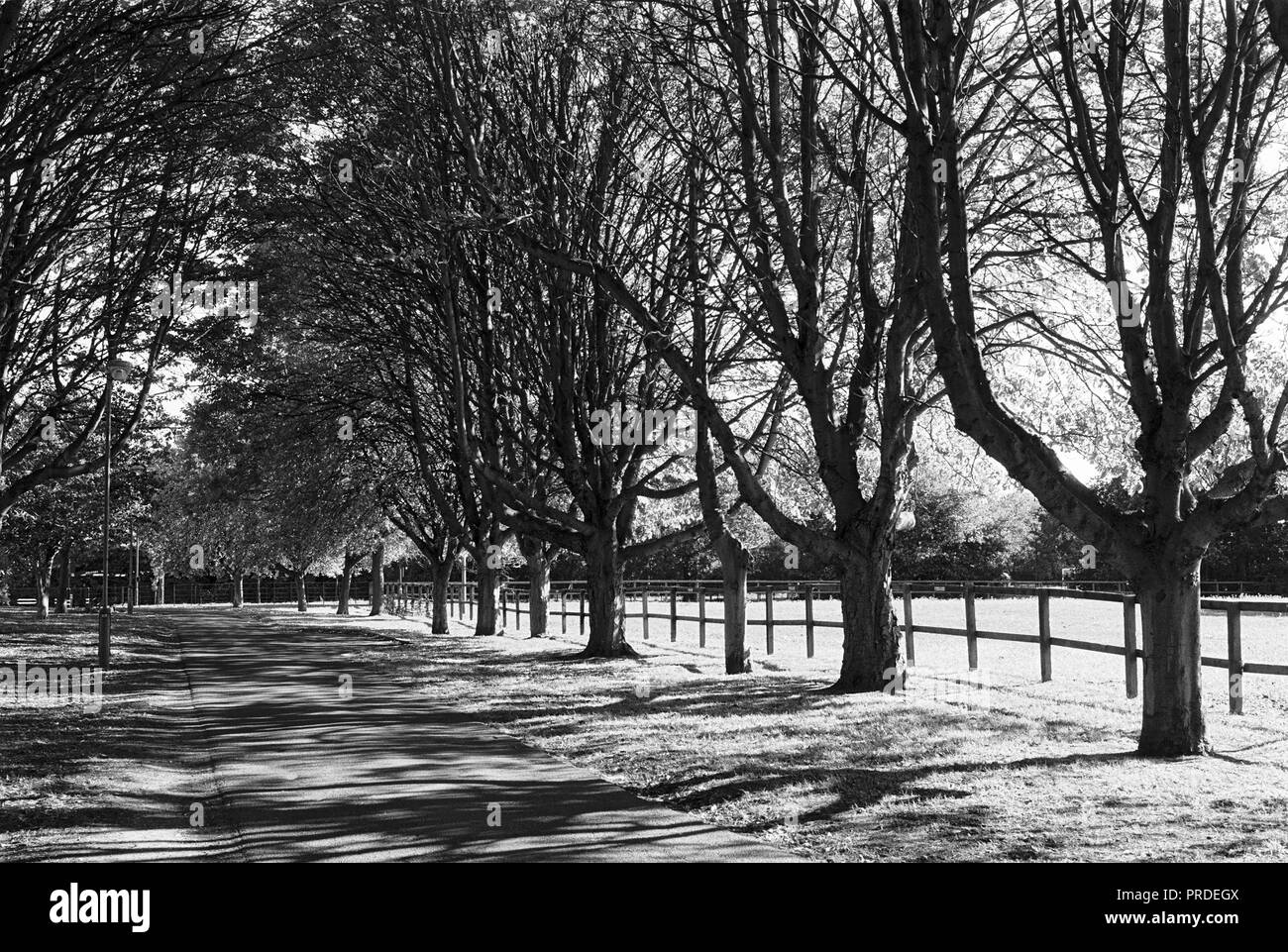 Von Bäumen gesäumten Allee in der Nähe der Einfahrt zum Lee Valley Reitschule auf Walthamstow Marshes, North London, Großbritannien Stockfoto